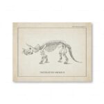 Vintage illustration of a Triceratops prorsus skeleton, showcasing detailed skeletal structure and skull features, from an old paleontology plate.