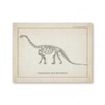 Vintage illustration of a Camarasaurus skeleton, showcasing the dinosaur's bones and structure in a detailed scientific drawing.