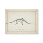 Detailed vintage illustration of Diplodocus carnegii skeleton, showcasing its long neck and tail, from a scientific paleontology chart.