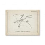 Detailed illustration of the Pterodactylus longirostris skeleton, showcasing its wings, skull, and skeletal structure for educational and scientific purposes.