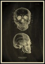 Detailed vintage-style illustration of a human skull with labeled parts, showcasing both front and side views for educational purposes.