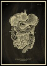 Vintage anatomical illustration of human organs including the stomach, intestines, and other digestive system parts, showcasing detailed medical diagram for educational purposes.