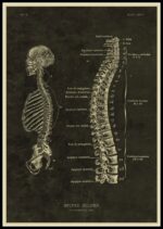 Detailed vintage illustration of the human spinal column and skull, showing vertebrae, nerves, and skeletal structure for educational purposes.