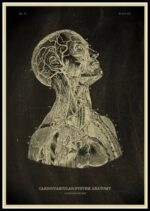 Detailed vintage illustration of the human cardiovascular system, showing the heart, arteries, and veins within the head and neck region.