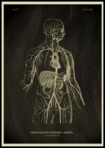 Vintage illustration of the human circulatory system highlighting the aorta and major blood vessels, showcasing anatomical details of the cardiovascular system.
