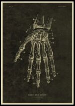 Detailed vintage illustration of hand and wrist bones, showcasing the skeletal structure with labeled parts for educational purposes.
