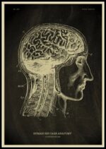 Detailed vintage-style illustration of human brain and spinal cord anatomy, showing the structure and connections within the central nervous system.
