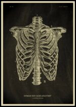 Detailed vintage-style diagram of human rib cage anatomy with labeled bones and structure.