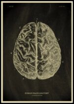 Human Brain Anatomy - Vintage Scientific Illustration of Brain Hemispheres.