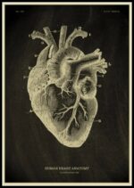Detailed vintage-style illustration of the human heart showing internal structures and arteries.