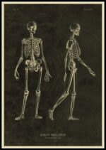 Detailed vintage skeleton diagram showing front and side views for anatomy studies.