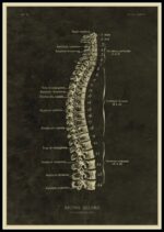 Detailed vintage illustration of the human spinal column showing vertebrae, nerves, and anatomical labels for educational purposes.
