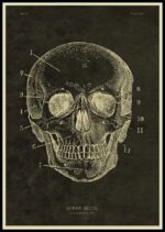 Detailed vintage-style drawing of a human skull with labeled parts for educational purposes.