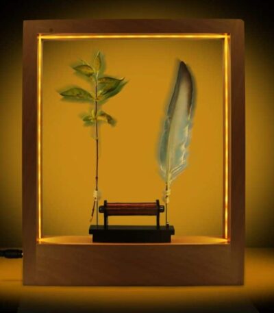 A beautifully lit display case featuring a green plant and a feather, designed for science education and decorative purposes.