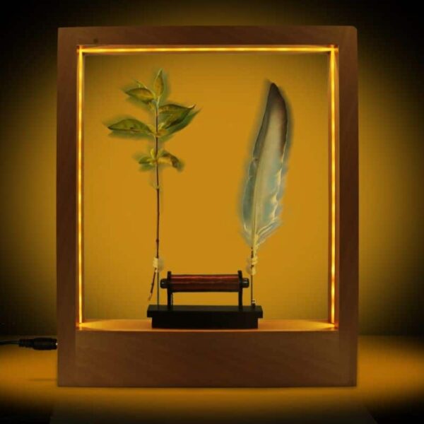 A beautifully lit display case featuring a green plant and a feather, designed for science education and decorative purposes.