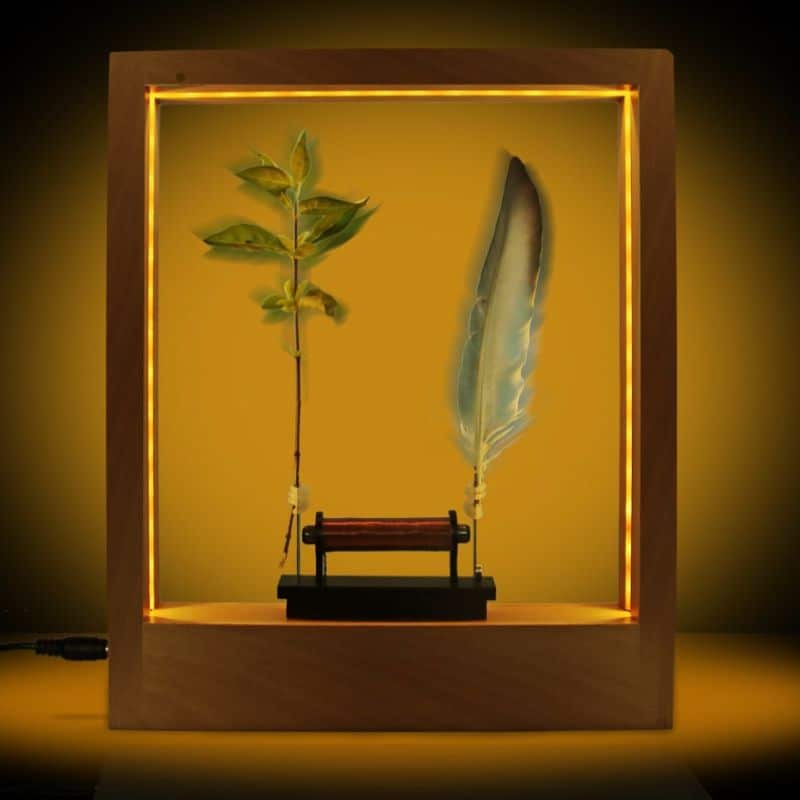 A beautifully lit display case featuring a green plant and a feather, designed for science education and decorative purposes.