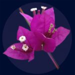 Close-up of a vibrant pink bougainvillea flower with detailed petals and tiny white blossoms, showcasing natural beauty and botanical intricacies.