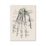 Detailed vintage illustration of a human hand skeleton showing bones and joints, ideal for educational purposes and science decor.