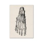 Detailed vintage illustration of human hand bones, showing the skeletal structure with labeled parts for educational purposes.
