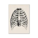 Detailed black and white illustration of human rib cage showing bones and structure, labeled with "STERNUM" in the center.