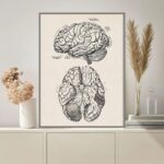 Detailed black and white illustration of the human brain, showing lateral and inferior views with labeled parts, ideal for educational purposes.