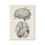 Detailed vintage-style illustration of human brain anatomy, showing both lateral and inferior views with labeled parts for educational purposes.