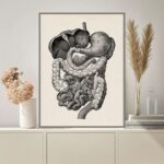 Detailed black and white illustration of the human digestive system, showcasing the stomach, intestines, and other organs in a scientific style.