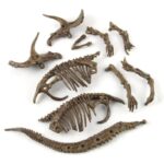 Fossil dinosaur bones and skeletons for educational and display purposes, including skulls, claws, and tail vertebrae, perfect for science projects and decor.