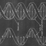 Detailed illustration of a DNA double helix showing base pairs, sugar-phosphate backbone, and helix structure, ideal for science decor and educational toys.