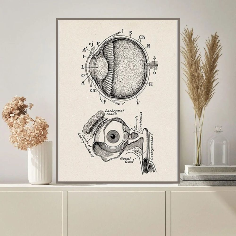 Optical Anatomy Diagram Detailed vintage-style illustration of the human eye anatomy, showing cross-sections of the eye and related structures.