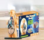 Educational human body model for kids showing internal organs, skeleton, and muscles, ideal for science learning and anatomy exploration for children aged 6 and above.