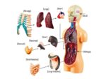 Anatomical model of human internal organs and skeletal system for educational purposes.
