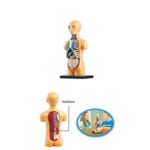 Educational human anatomy model showing internal organs and skeletal structure, including the backbone, for teaching and learning purposes.