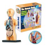 Interactive human body model toy with removable organs for educational play, suitable for children aged 6 and above.