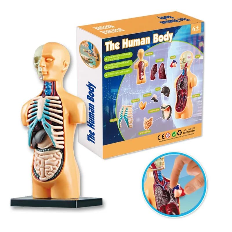 Interactive human body model toy with removable organs for educational play, suitable for children aged 6 and above.
