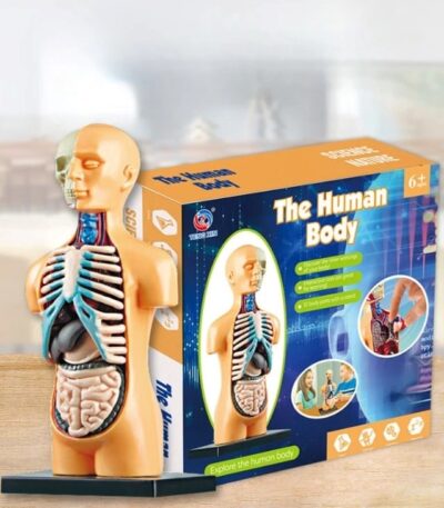 Educational human body model for kids showing internal organs, skeleton, and muscles, ideal for science learning and anatomy exploration for children aged 6 and above.