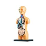 Detailed human anatomy model showing internal organs, including the ribcage, lungs, heart, and digestive system, used for educational purposes and science demonstrations.