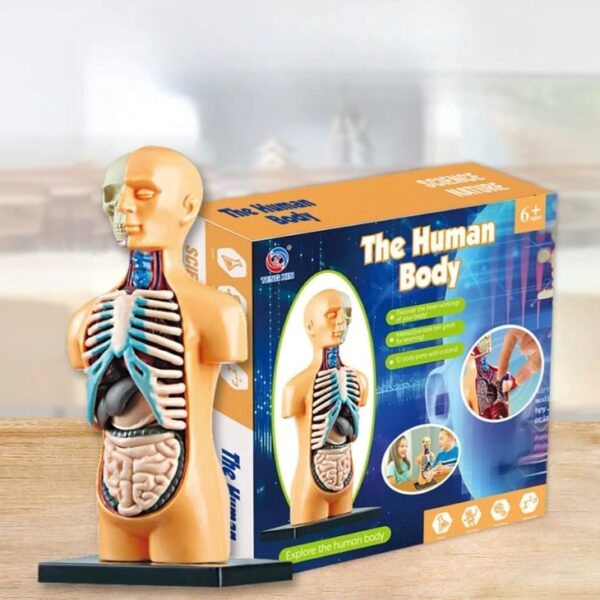 Educational human body model for kids showing internal organs, skeleton, and muscles, ideal for science learning and anatomy exploration for children aged 6 and above.