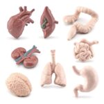 Anatomy model of human heart, lungs, stomach, intestines, brain, and kidneys for science education and teaching.