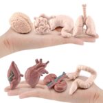 Detailed human organ models for educational purposes and science decor. Includes brain, intestines, lungs, heart, liver, kidneys, and digestive system parts, perfect for science classrooms and home de.