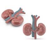 Detailed model of human kidneys with renal arteries and veins, ideal for educational purposes and science decor.