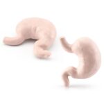 Soft plush stomach model for teaching human anatomy and digestive system functions. Perfect for students, educators, and science enthusiasts interested in biology and health education.
