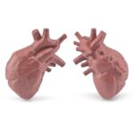 Realistic anatomical model of human hearts, ideal for educational purposes and science demonstrations.