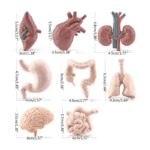 Detailed anatomical models of human organs and digestive system.