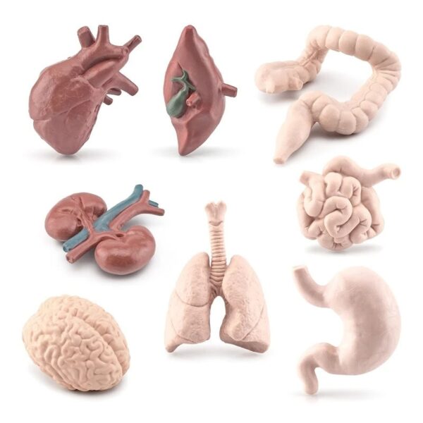 Anatomy model of human heart, lungs, stomach, intestines, brain, and kidneys for science education and teaching.