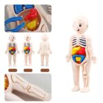 Interactive human anatomy toy with removable internal organs for educational play.