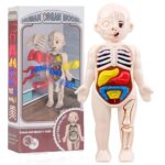 Educational human organ model toy for children, showing internal organs like the brain, lungs, stomach, and intestines for science learning and play.