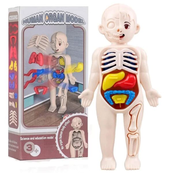 Educational human organ model toy for children, showing internal organs like the brain, lungs, stomach, and intestines for science learning and play.