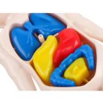 Colorful Heart-Shaped Plastic Toy Set for Educational Play.