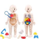 Educational human body model for children showing internal organs and skeletal structure with removable parts for interactive learning.